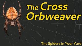 The Cross Orb Weaver - The Spiders in Your Yard