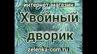 Какие саженцы хвойных растений есть в питомнике "Хвойный дворик". Сезон осень 2018. Хвойные почтой