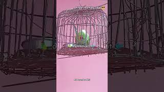 fresh Morning Vibes  angry bird 