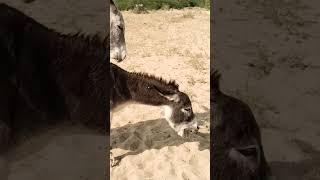 Donkey Mating Love #animalinteractions #animals #animalintelligence #animalbehavior
