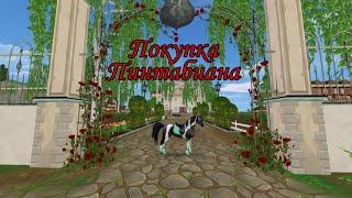 Покупка пинтабиана в Star Stable Online 