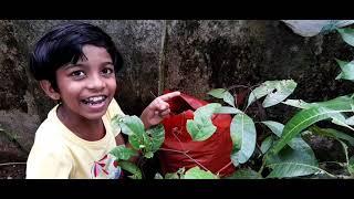 Butterfly-Butterfly laying egg-Cocoons and a Ladybug !! Discovering the small wonders of nature!!