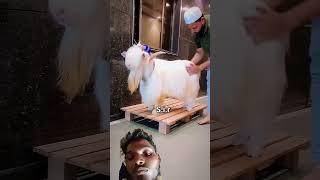 Kashmiri bakra,, for sale Kashmiri bakra,, Hyderabadi Kashmiri goat #viral #kashmir #trending