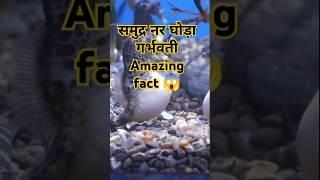 sea ​​horse pregnant .... Amazing fact #shorts #shortvideo