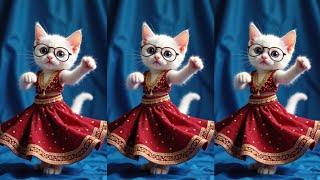 Cat videos funny dance ️Videos for catsv#funnycats #dancingcat #catlovers #cats #catladli