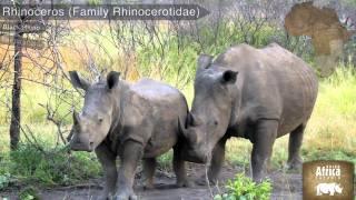 See the Big Five on your African Safari | Rhino Africa