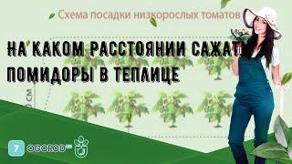 На каком расстоянии сажать помидоры в теплице