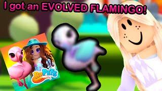 I got an EVOLVED Flamingo while completing my collection in RoPets!