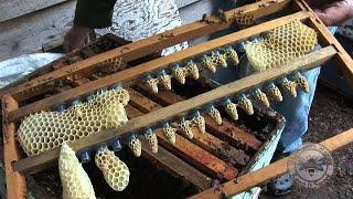 Raising Queen Bees Cells