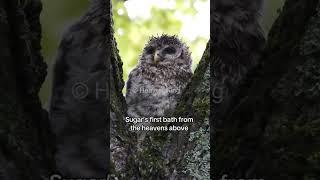 Sugar’s first bath from the heavens above #owl #barredowl #cuteowl