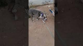 American bully vlog india ️ #americanpittbull #shorts #browsefeatures #shortsfeed #pitbulldog #dogs