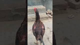 #rooster #roosterandhen #hen #roosters #funnyrooster #roostersworld #roosterman #roosterlover #bigro