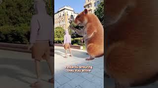 Hamster Kombat Daily Cipher, Why is it Popular? | Daily Combo Code