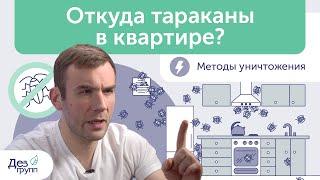 Откуда тараканы в квартире? Что делать, если в квартире появились тараканы? Уничтожаем прусаков