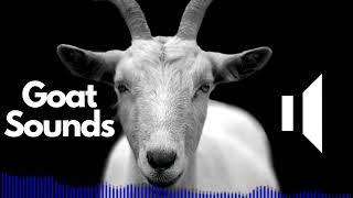 Goat Sound Effects (including Scream) | No Copyright