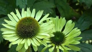 Echinacea purpurea 'Green Jewel'