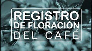 TIP Manejo de Registros de Floración del Café