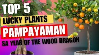 5 LUCKY PLANTS for MONEY & PROSPERITY 2024 #moneyplants na malakas humatak ng swerte