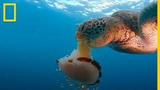 Mira esta TORTUGA marina DEVORAR una MEDUSA como si fuera un ESPAGUETI | NatGeo en Español