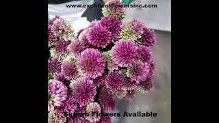 Dutch flowers in Excellent Flowers Inc