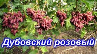 Дубовский розовый 15.08.2019