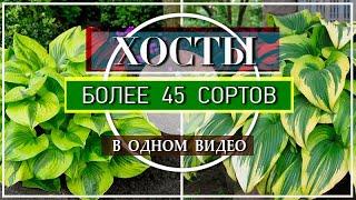 ХОСТЫ / БОЛЕЕ 45 СОРТОВ Хост в Моем Саду / ОБЗОР