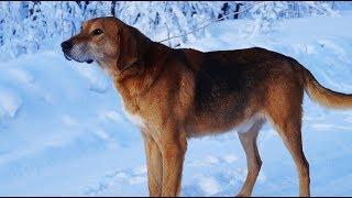 Зимняя охота на зайца с русскими гончими Баяном и дочкой Говорушей  7 мес. вл. Шатров В.А.