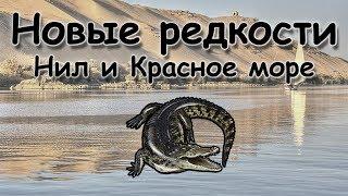 Русская Рыбалка 3.99 (Russian Fishing) Новые редкости Нил и Красное море