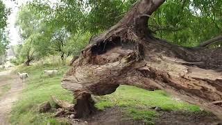 # Walking is a good fitness‍️: Nice day by the river  # Irie BaconTv New Zealand #