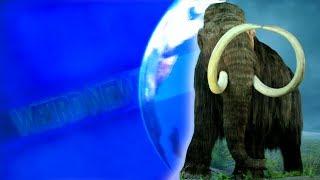 Woolly Mammoths are Still Dead! and more weird news