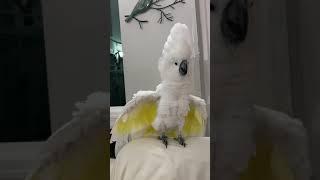 Crazy umbrella cockatoo Zeus- Will do anything for a laugh!!