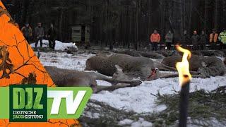 Drückjagd auf dem Keiler-Stand - PareyGo Classics