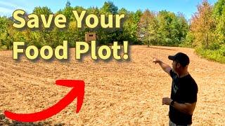 What to DO if your FOOD PLOT FAILS- The Power OF Winter RYE