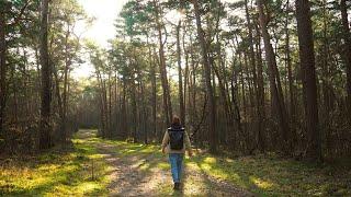 CINEMATIC FOREST WALK | the POWER of STATIC SHOTS [4K]