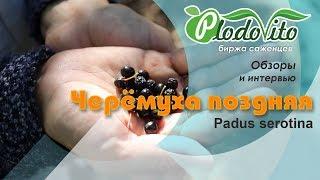 Черёмуха поздняя I Padus serotina