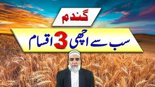 Best 3 Wheat Varieties || Crop Reformer