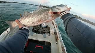 BRANCIN (Levrek )-3.400KG trolling (lubin-sea bass)-Ada bojana-Ulcinj  (23.05.2023)