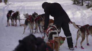 Montana musher prepares for upcoming sled dog season