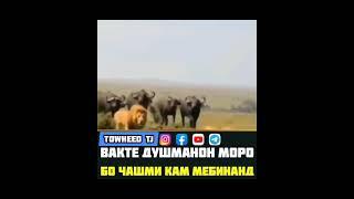 Вақте ки душман моро бо чашми кам мебинанд