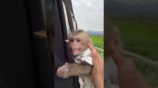 Bibi so sweet