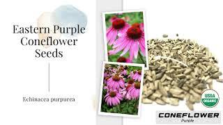 Eastern Purple Coneflower Seeds Echinacea purpurea Perennial Flower Non GMO Organic Garden Summer