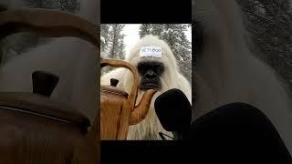 Do you think I need a new mic? #vlog #wilderness #wildrrness #yetiboo #asmr
