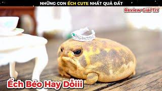 Những Loài Ếch Cute Nhất Quả Đất Sẽ Có Ngoại Hình Ra Sao || Review Giải Trí Đời Sống