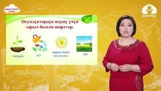 1-класс. МЕКЕН ТААНУУ / Өсүмдүк өстүрөбүз / ТЕЛЕСАБАК / 30.04.21