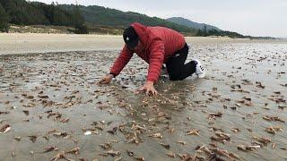 闲牛赶海走大运了，海滩上一眼扫过去全是靓海货，激动直喊发财了