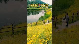 꽃길만️김다현 #함안악양생태공원 #금계국 #5월30일