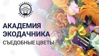 СЪЕДОБНЫЕ ЦВЕТЫ ВЫРАСТИТЬ ДОМА ПОЛЕЗНУЮ КРАСОТУ ЛЕГКО | 4 ЛЕКЦИЯ | АКАДЕМИЯ ЭКОДАЧНИКА