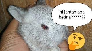 #4 Begini cara membedakan kelinci jantan dan betina