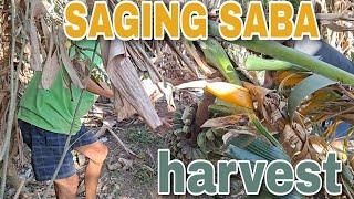 SAGING SABA HARVEST||Mrs A TV