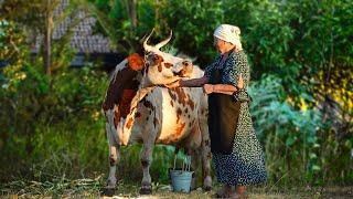 2 Days In The Life Of a Happy Elderly Couple In The Village